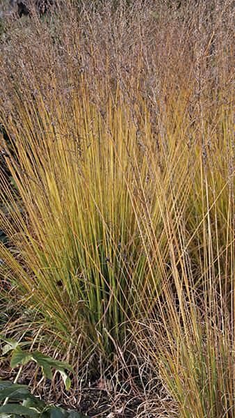 Molinia caerulea ‘Heidebraut'