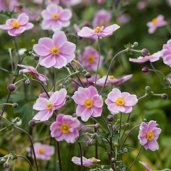 Anemone hyb. 'Königin Charlotte'