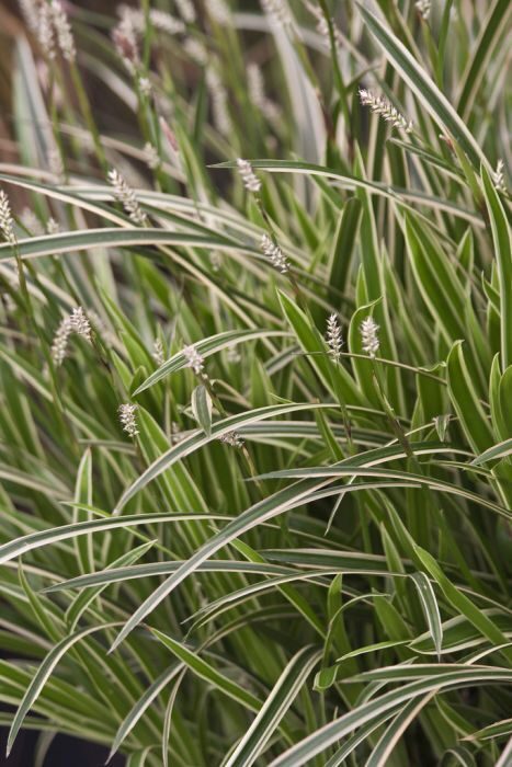 Carex morowii ‘Ice dance’ 