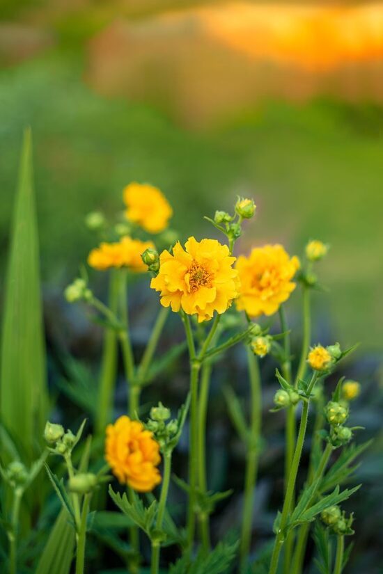 Geum chiloense 'Lady Stratheden'