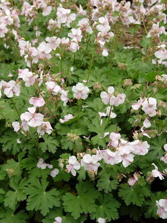 Geranium cantabrigiense 'Biokovo'