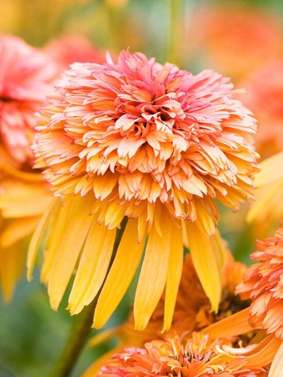 Echinacea purp. 'Marmalade'