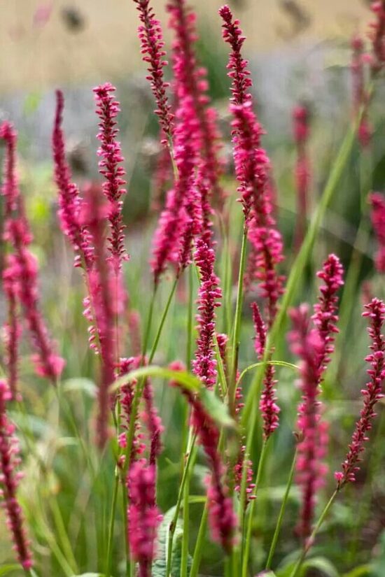 Persicaria amplexicaulis 'Speciosa'