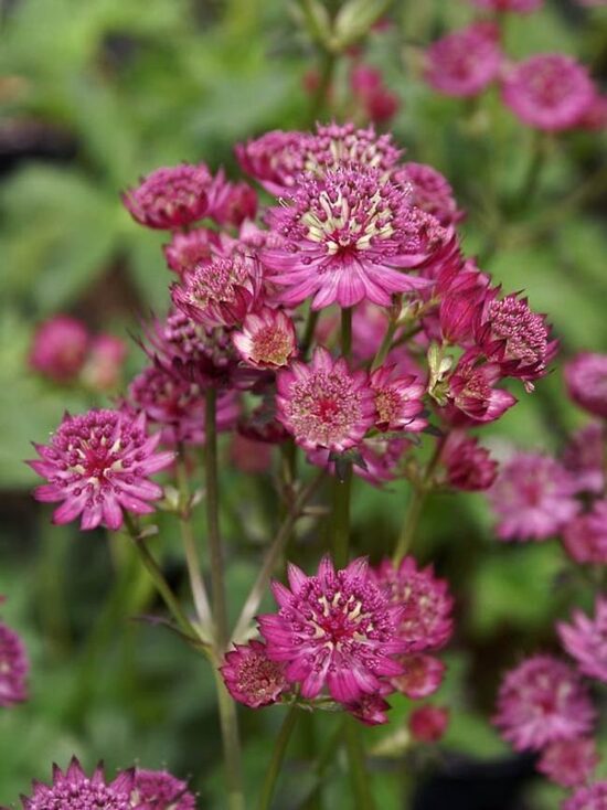 Astrantia maj. 'Star of Beauty'