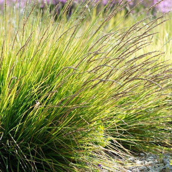 Sesleria autumnalis