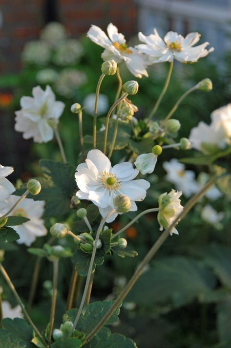 Anemone hyb. 'Honorine Jobert' 