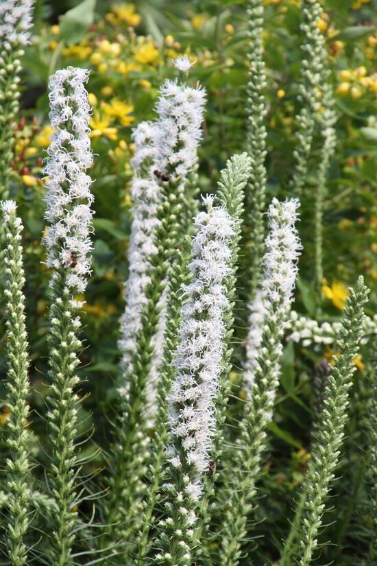 Liatris spicata ‘Alba'