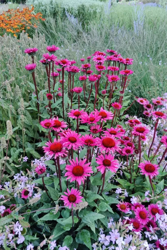 Echinacea purp. 'Fatal Attraction'