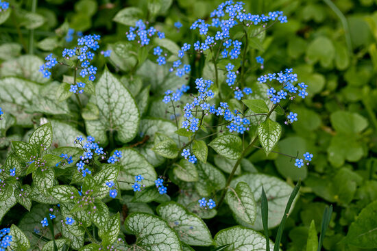 Brunnera macr. 'Jennifer'