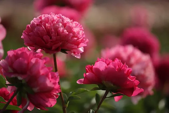 Paeonia 'Command performance'