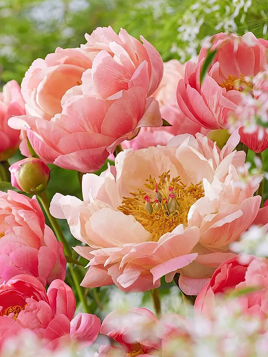 Paeonia ,Coral charm'