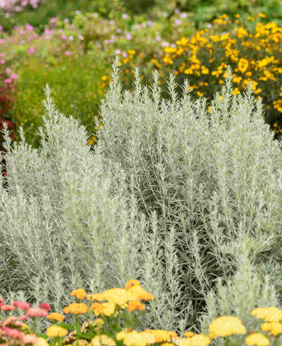 Artemisia lud. 'Silver Queen' 