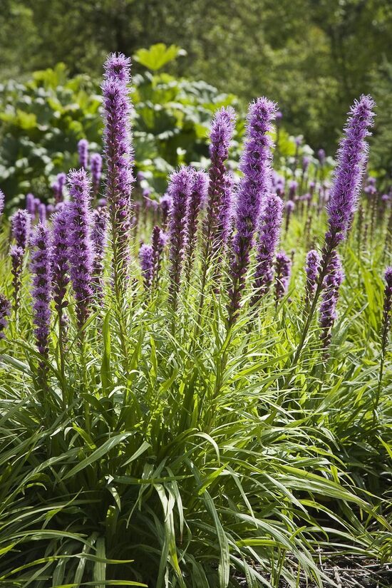 Liatris spicata