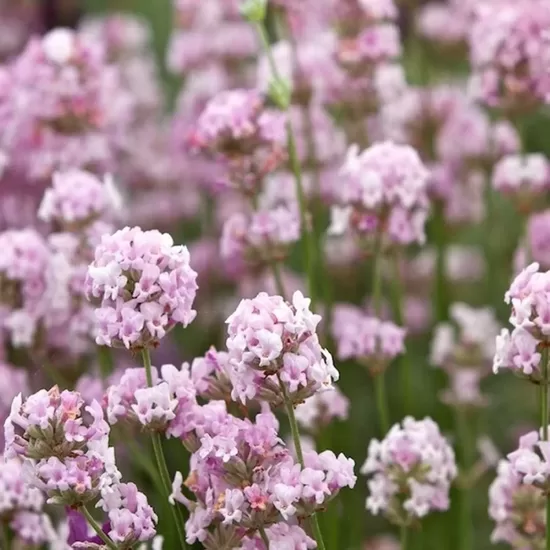Lavandula ang. ‘Rosea'