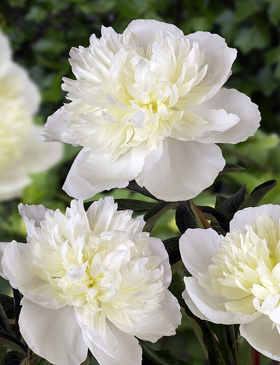 Paeonia 'Duchesse de nemours'
