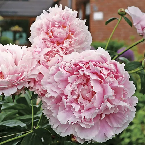 Paeonia 'Sarah bernhardt'