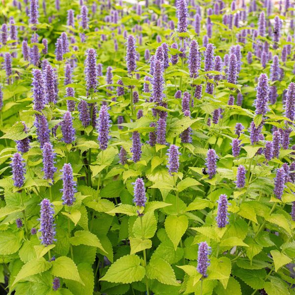 Agastache rugosa 'Golden Jubilee'