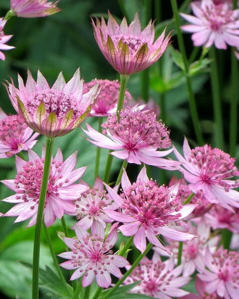 Astrantia major 'Rosensinfonie' 