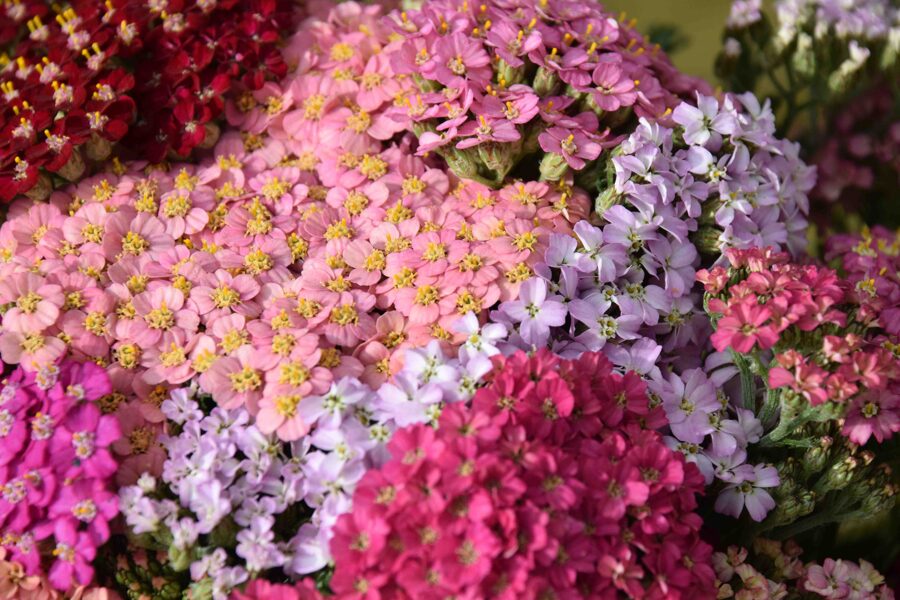 Achillea millefolium 'Flowerburst red shades'