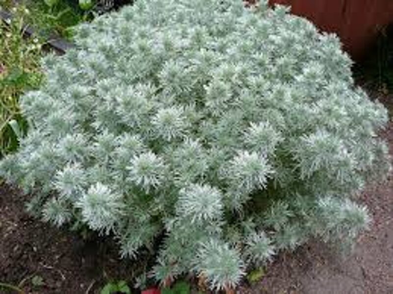 Artemisia schmidtiana 'Nana'