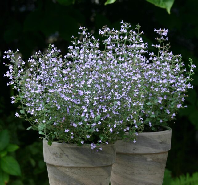 Calamintha nepeta 'Marvelette blue'