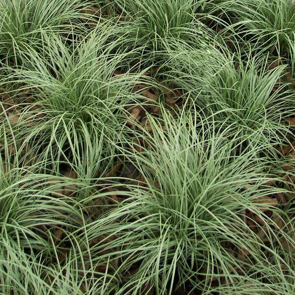 Carex comans 'Amazon mist' 