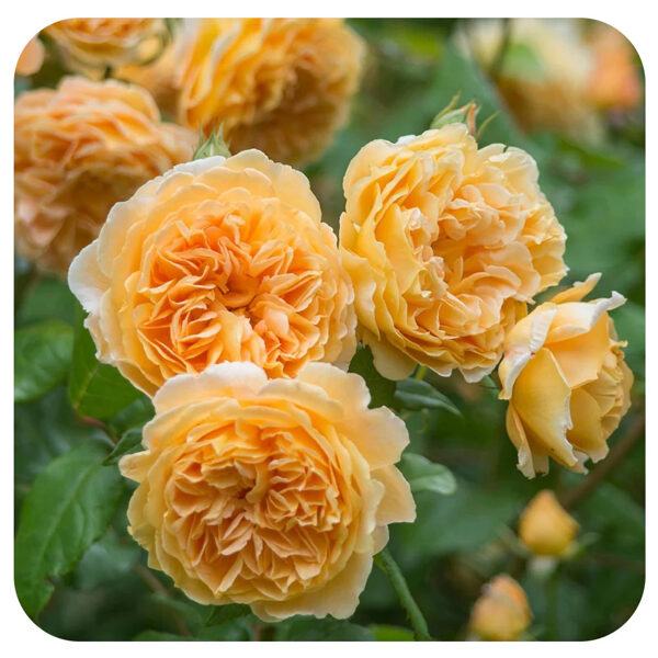 Crown princess Margareta  