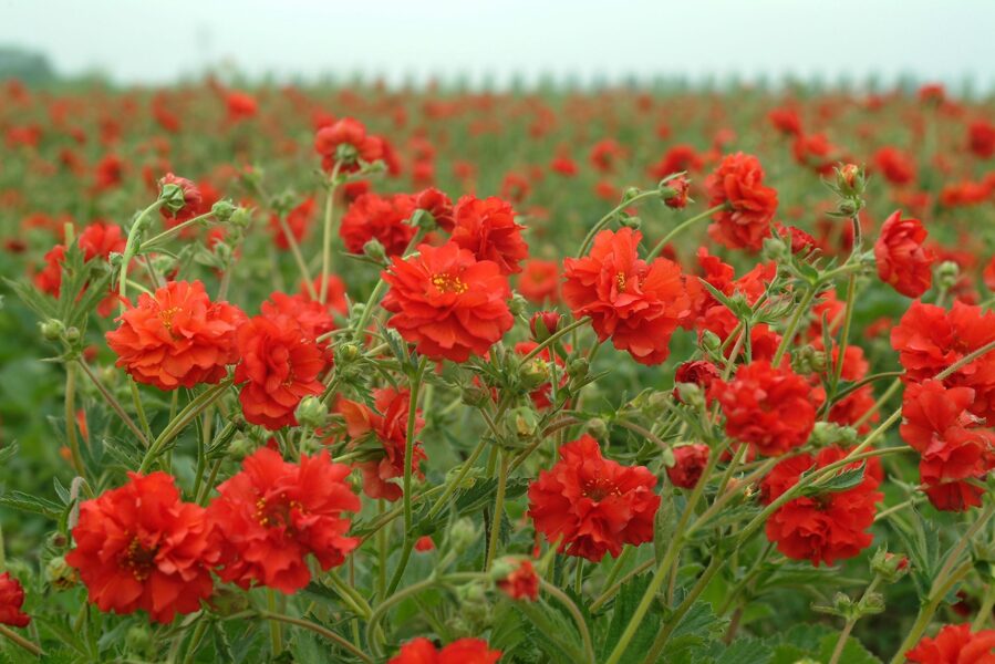 Geum chiloense 'Red dragon'