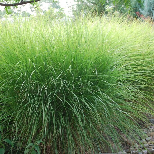 Miscanthus sinensis 'Gracillimus'