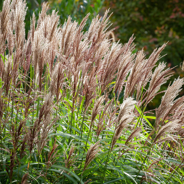 Miscanthus sinensis 'Malepartus'