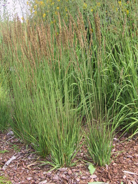 Molinia caerulea 'Moorhexe'