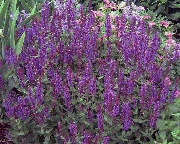 Salvia superba 'Blue queen'