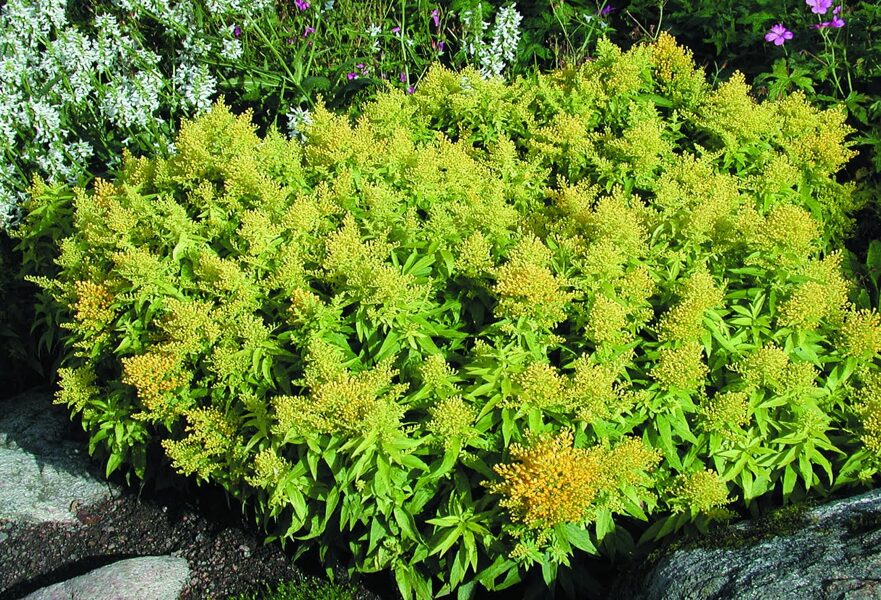 Solidago canadensis 'Nana'