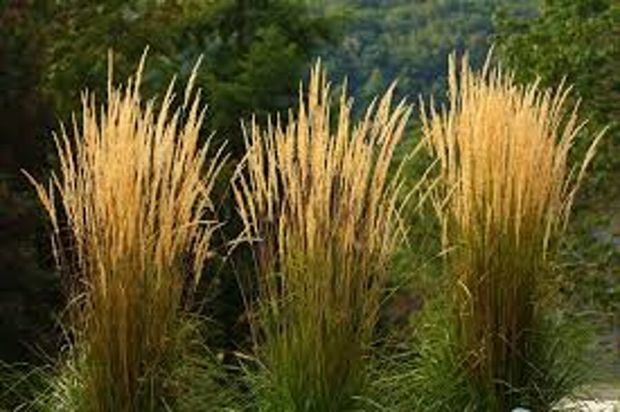 Calamagrostis x acutiflora 'Karl foerster'