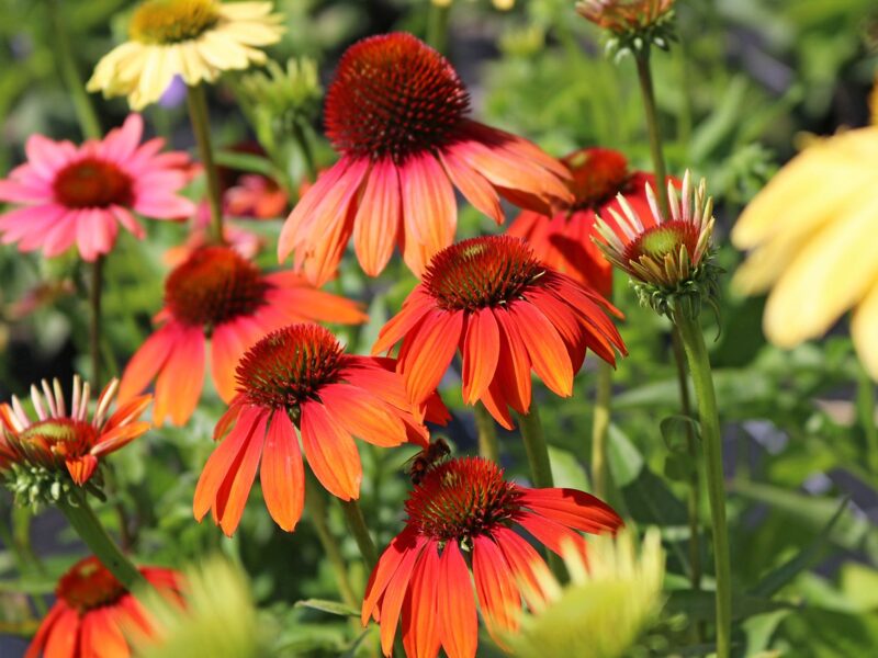 Echinacea 'Cheyenne spirit'