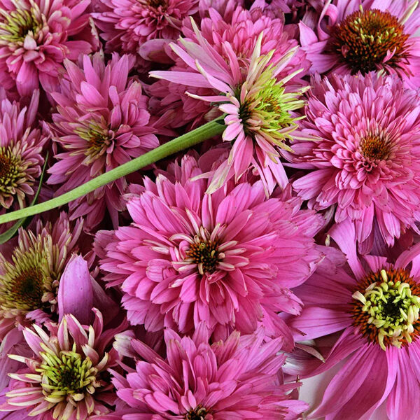 Echinacea purpurea 'Paradiso super duper'