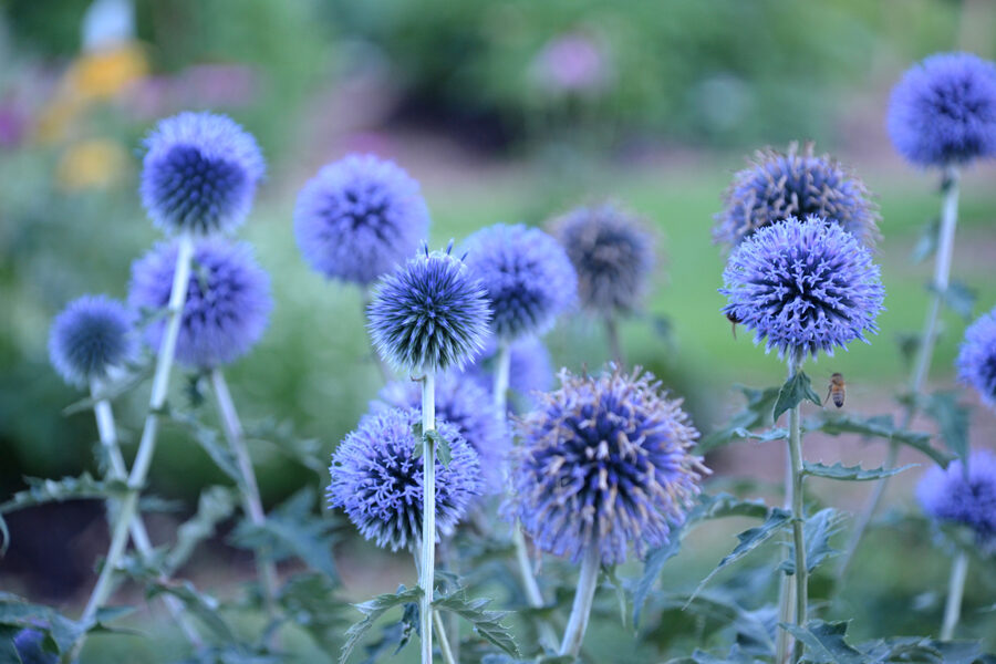 Echinops bannaticus 'Blue glow'