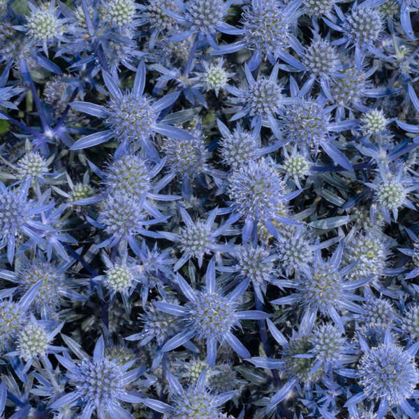 Eryngium planum 'Blue glitter'