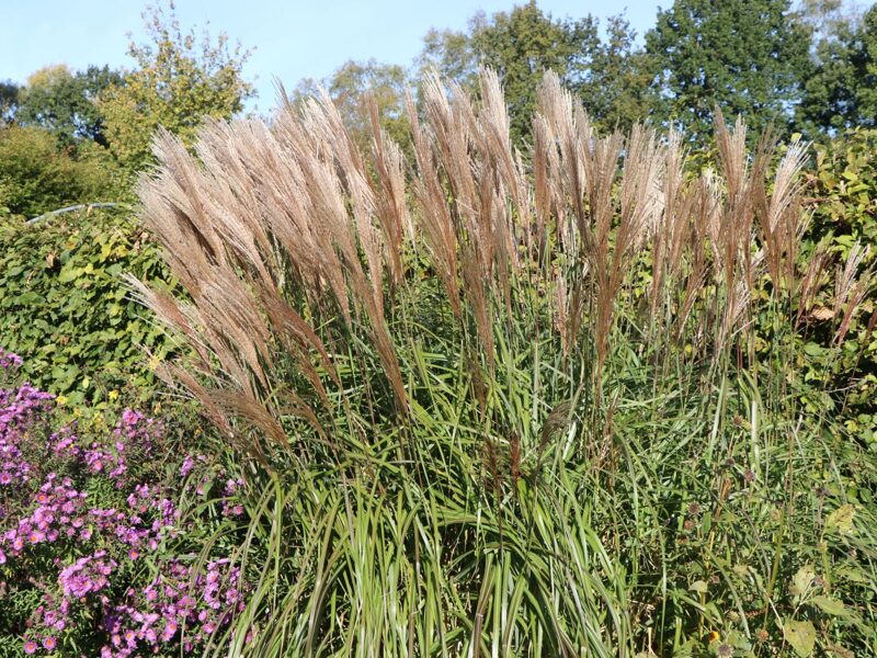 Miscanthus sinensis 'Kupferberg'