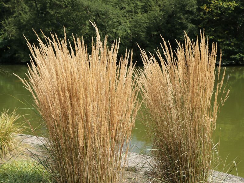 Calamagrostis x acutiflora 'Overdam'