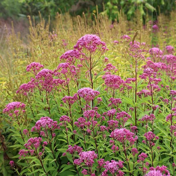 Eupatorium maculatum 'Atropurpureum'